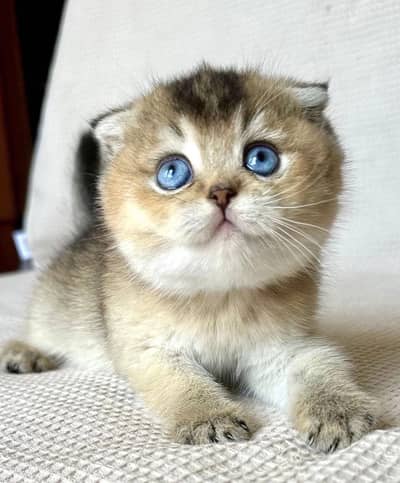 SCOTTISH FOLD