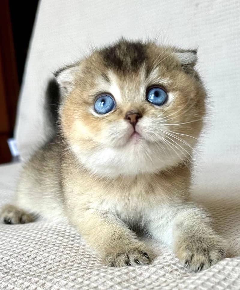 SCOTTISH FOLD 0