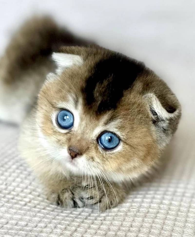SCOTTISH FOLD 1