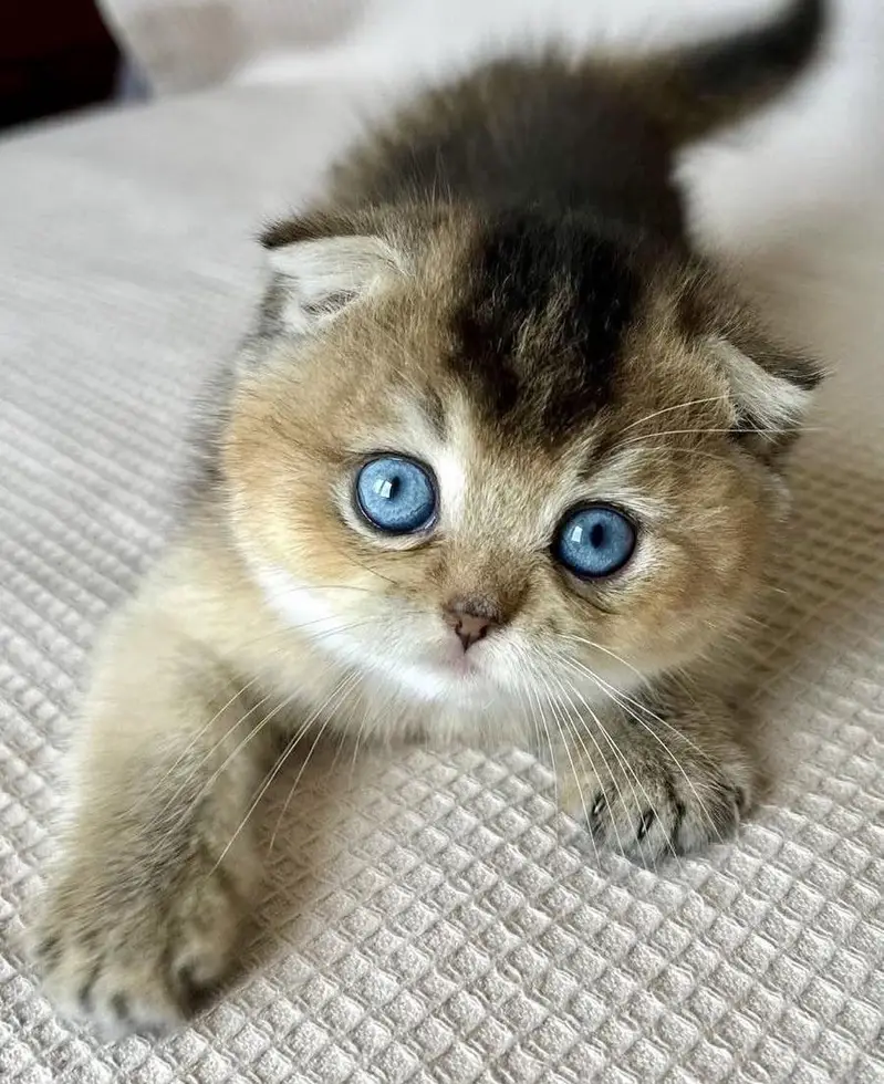 SCOTTISH FOLD — photo 3