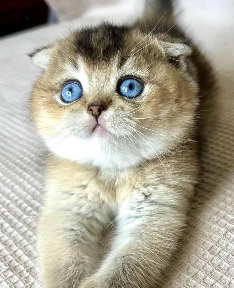 SCOTTISH FOLD 3