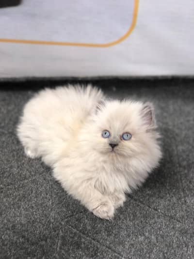 cash on delivery availableparshion kitten cat male and female British