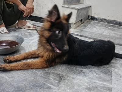 German Shepherd