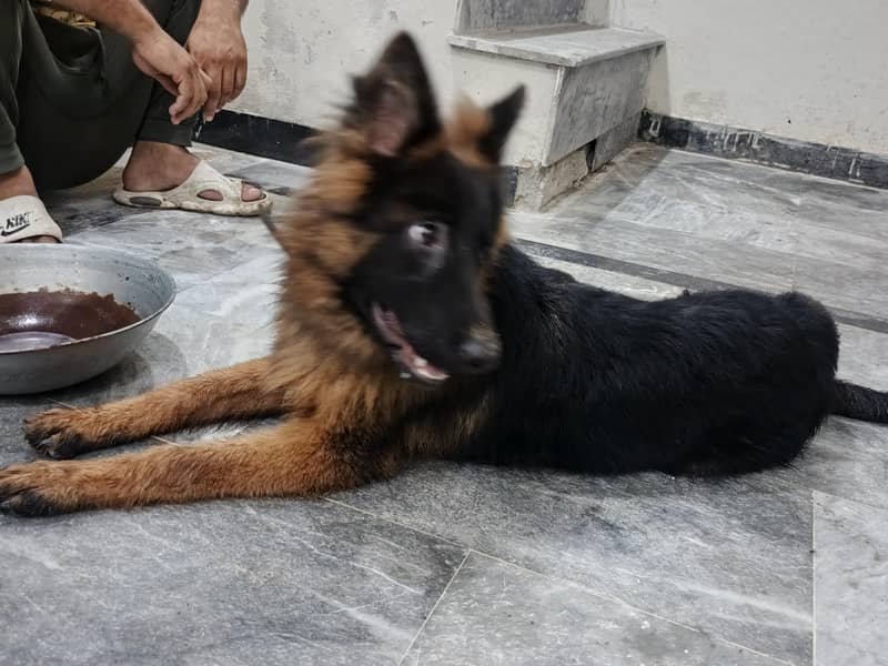 German Shepherd 0
