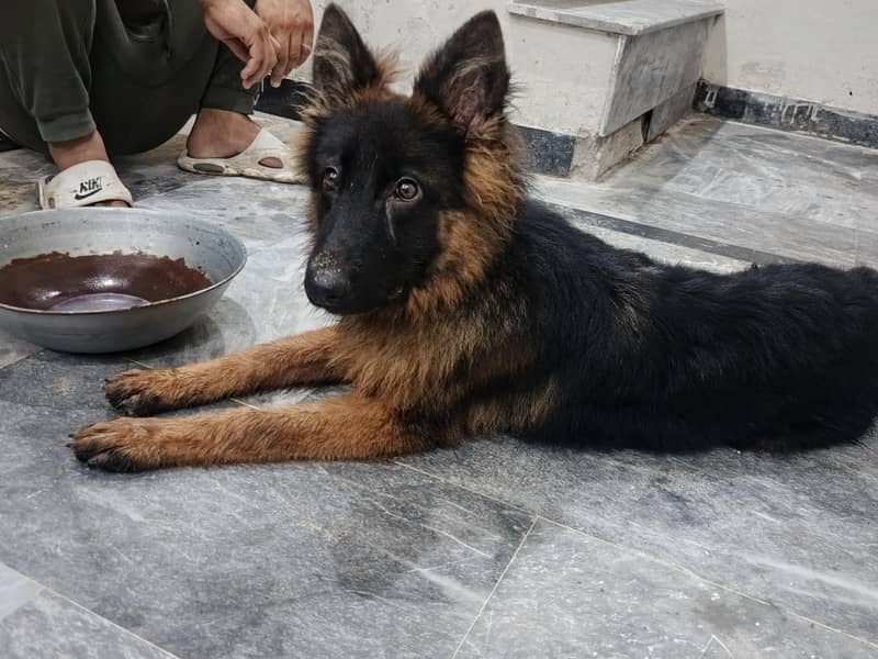 German Shepherd 1