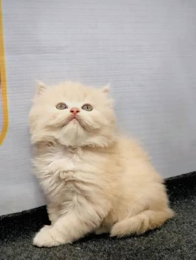 cash on delivery availableparshion kitten cat male and female British
