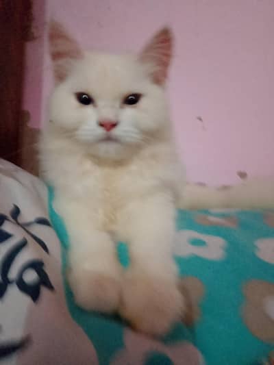 Persoin Cat white Blue eyes