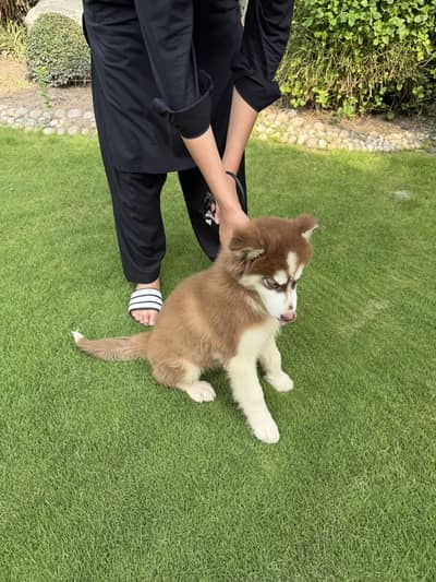 Siberian husky brown colour