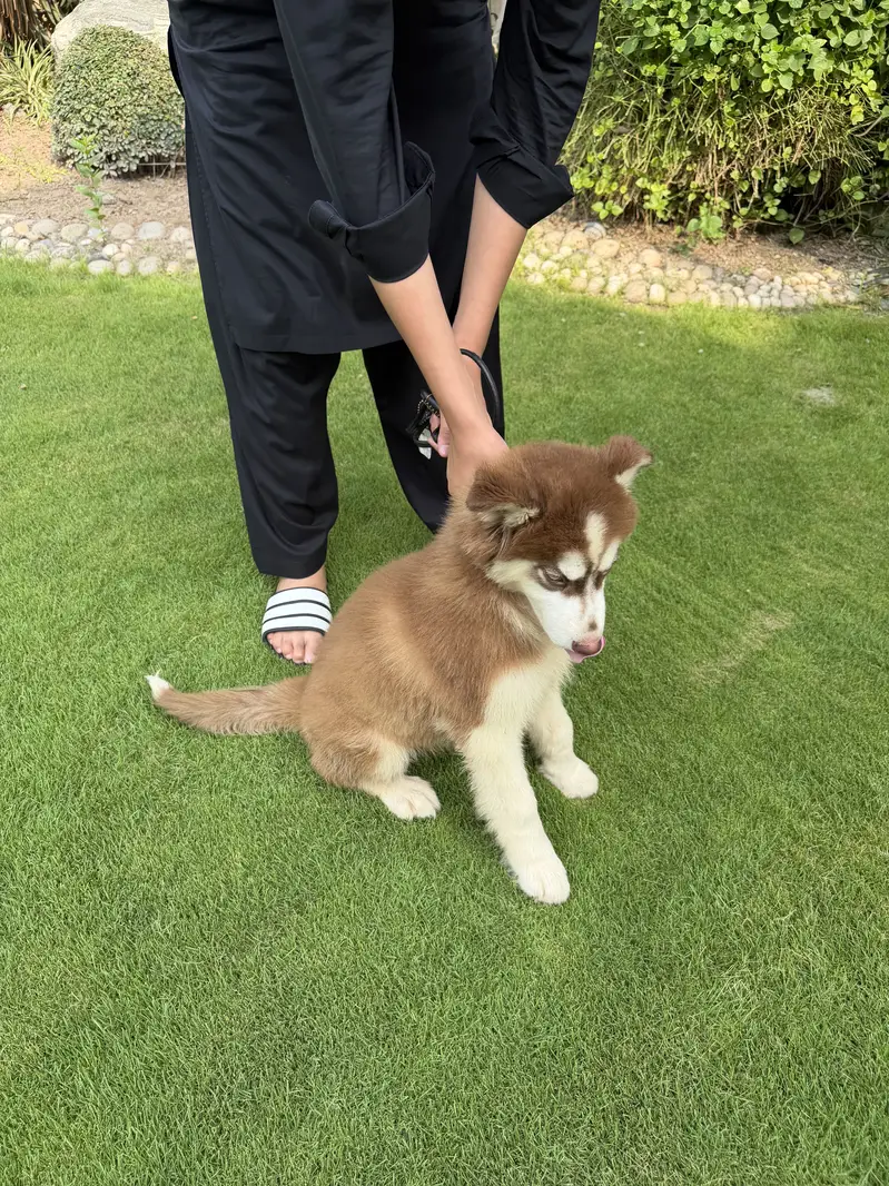 Siberian husky brown colour