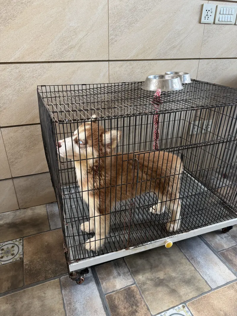 Siberian husky brown colour — photo 2
