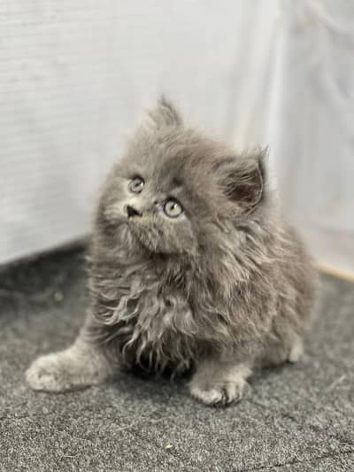 cash on delivery available parshion kitten cat male and female British