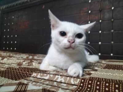 White Domestic Shorthair Female Cat for Sale