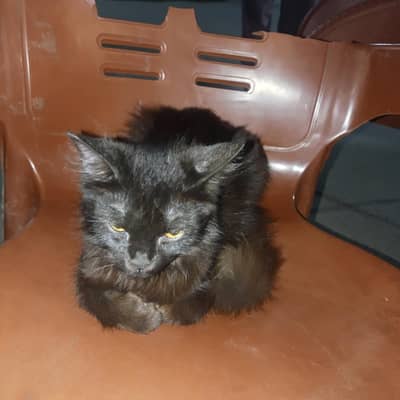 Black Parsian Baby Cat