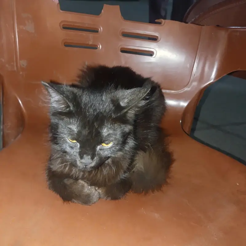 Black Parsian Baby Cat
