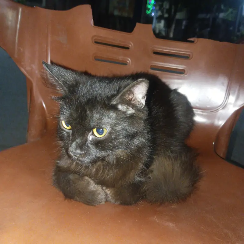 Black Parsian Baby Cat — photo 2