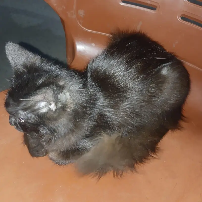 Black Parsian Baby Cat — photo 3