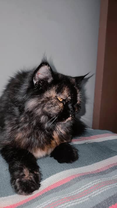 semi Punch face - Double coated Cat