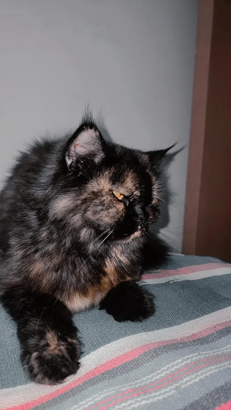 semi Punch face - Double coated Cat