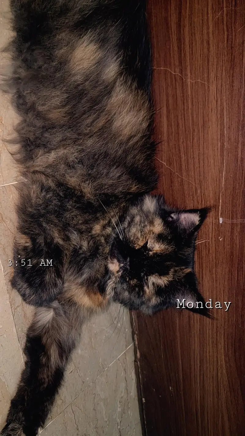 semi Punch face - Double coated Cat — photo 2