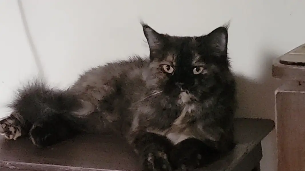 semi Punch face - Double coated Cat — photo 3