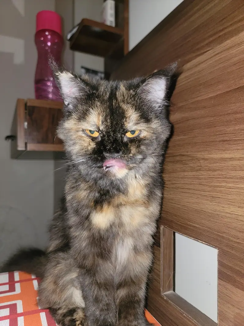semi Punch face - Double coated Cat — photo 4