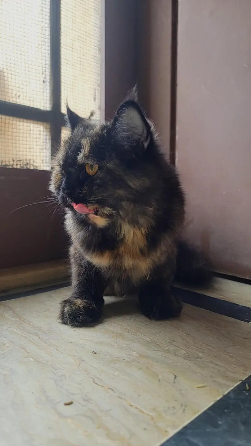 semi Punch face - Double coated Cat — photo 5