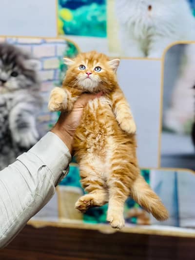 cash on delivery availableparshion kitten cat male and female British