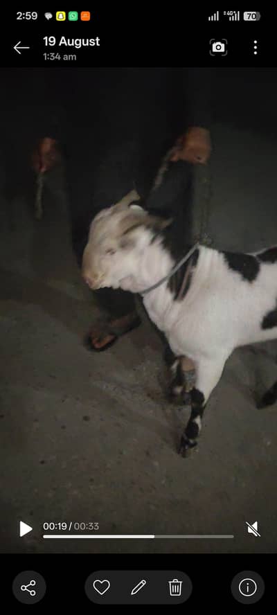 pink nose naaf jhalar Wala Bakra age 10 month