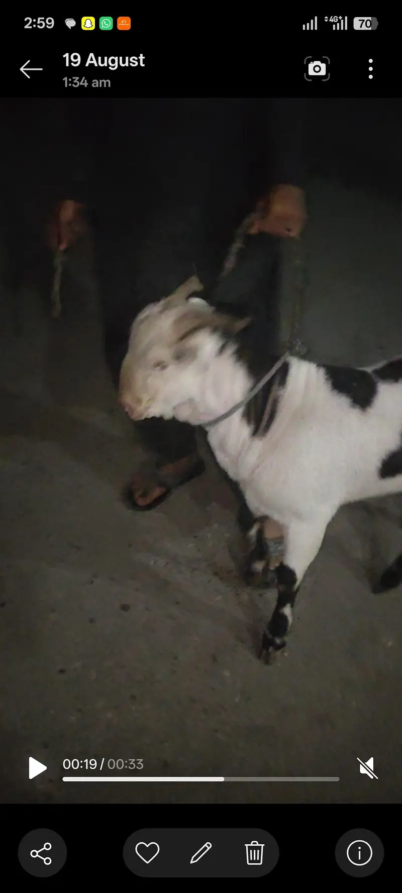 pink nose naaf jhalar Wala Bakra age 10 month