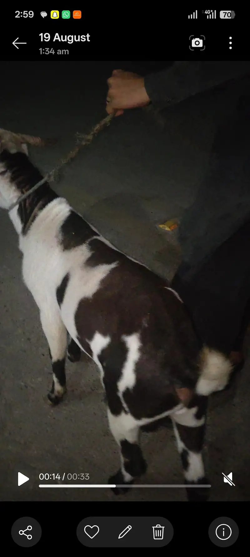 pink nose naaf jhalar Wala Bakra age 10 month — photo 2