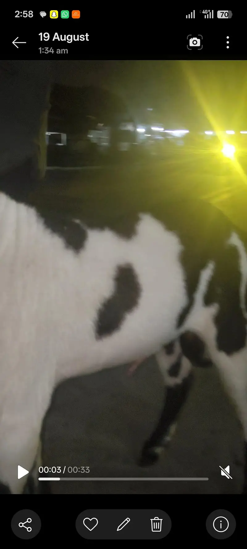 pink nose naaf jhalar Wala Bakra age 10 month — photo 3