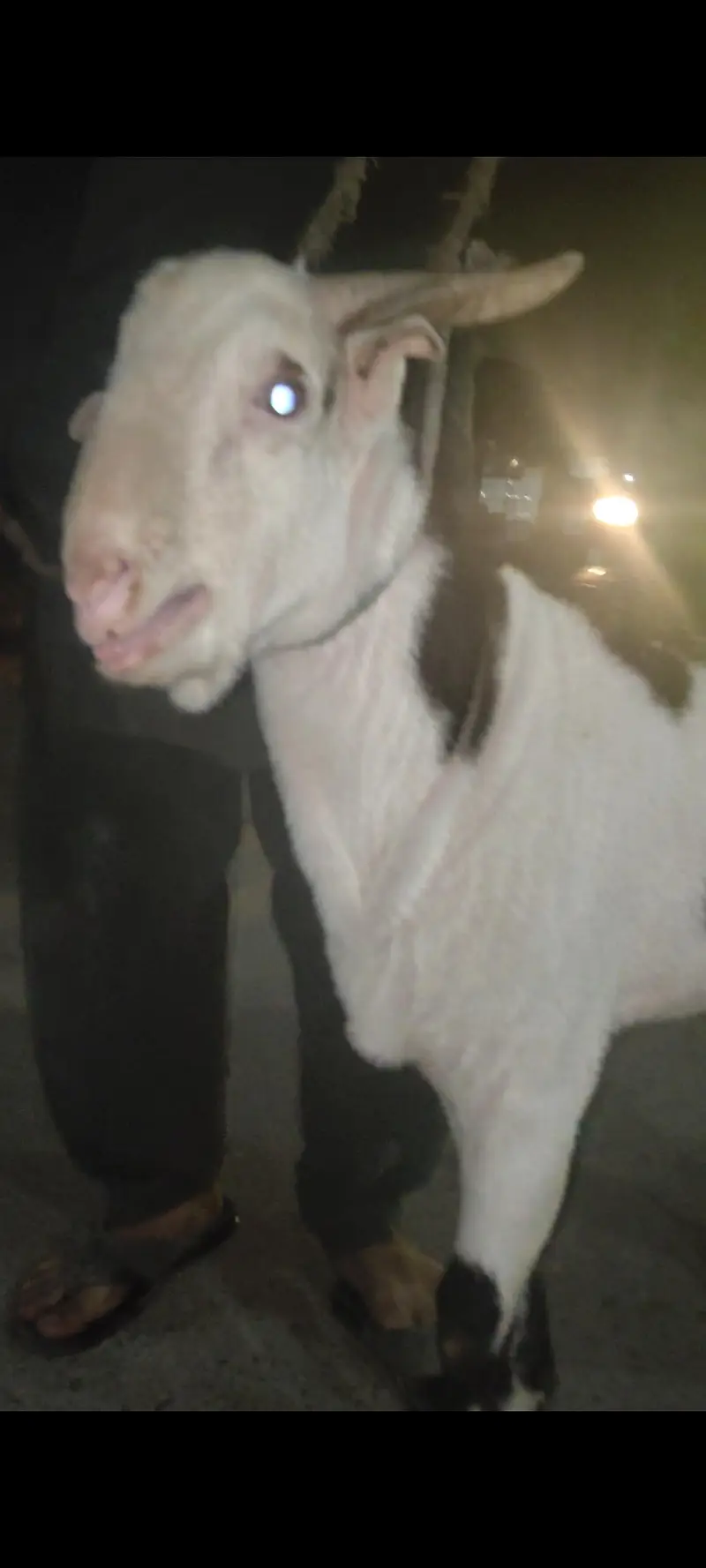 pink nose naaf jhalar Wala Bakra age 10 month — photo 4