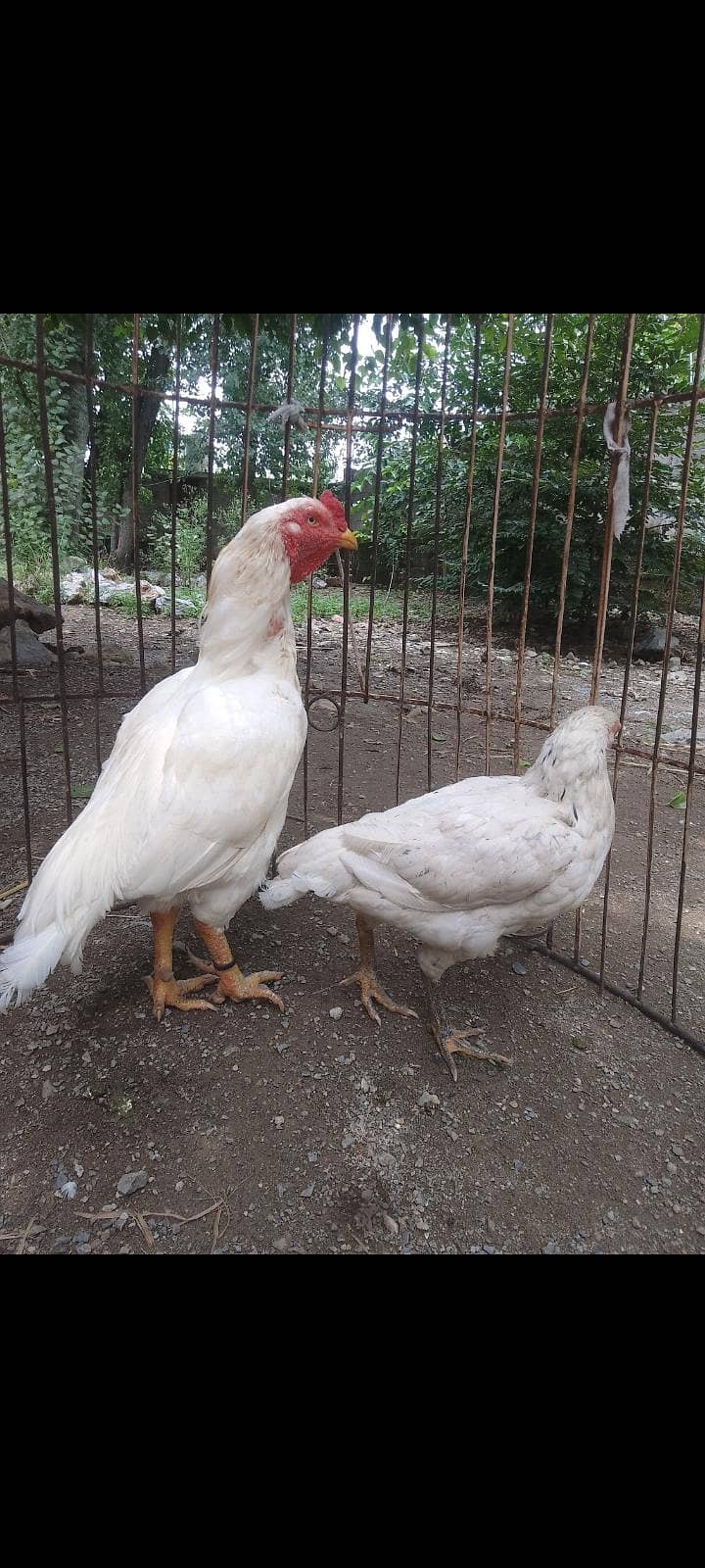 Breeder Pair ( 1 Male 2 Female ) 1