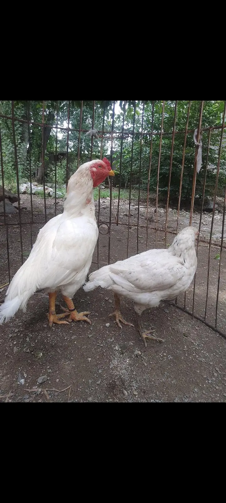 Breeder Pair ( 1 Male 2 Female ) — photo 2