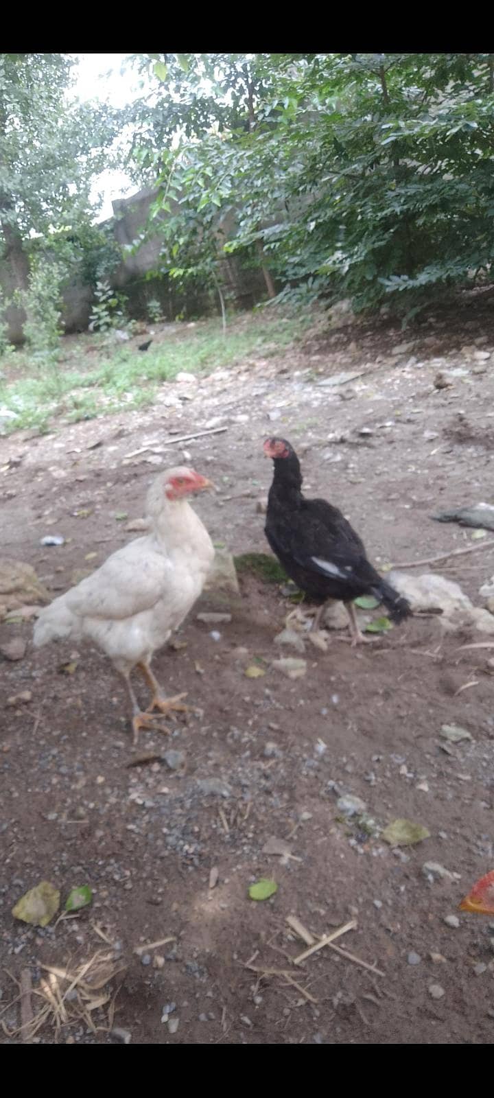 Breeder Pair ( 1 Male 2 Female ) 2