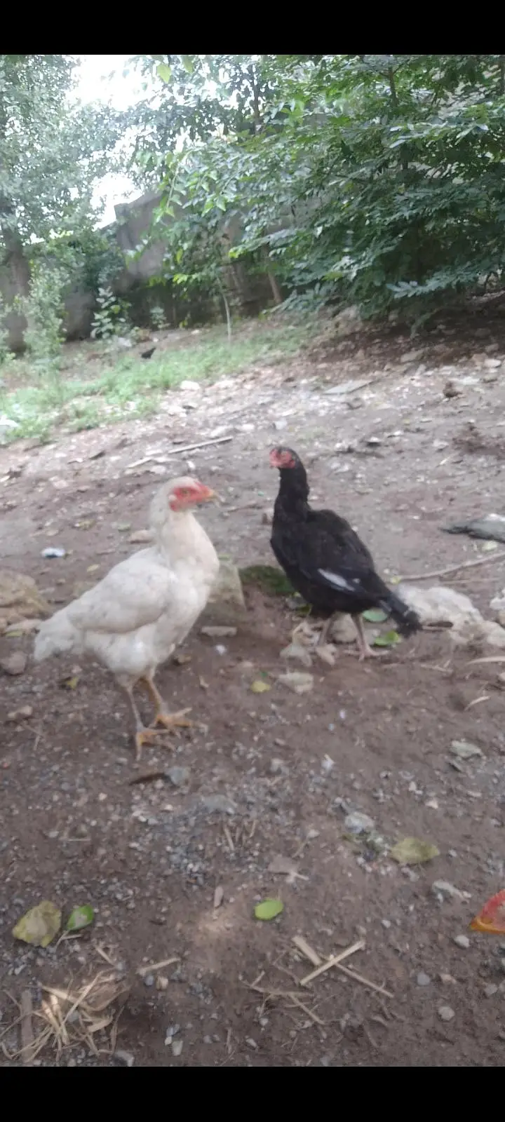 Breeder Pair ( 1 Male 2 Female ) — photo 3