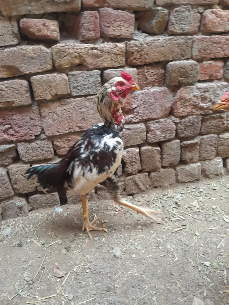 heera breader pair  for sale — photo 4