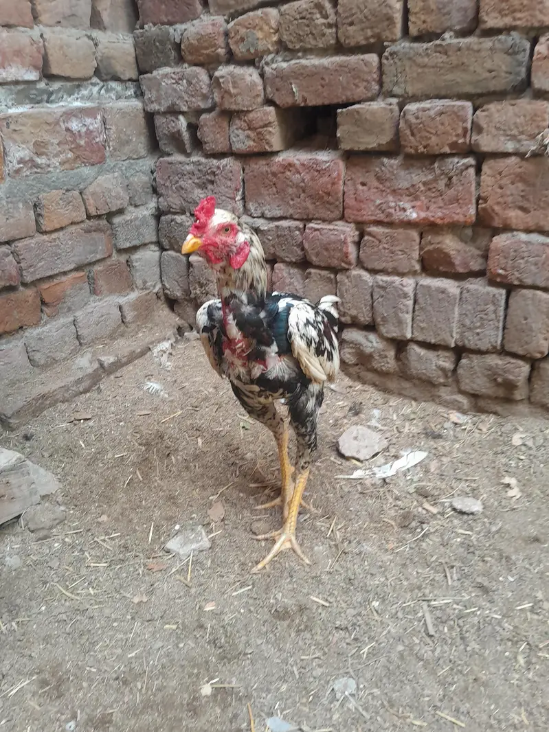 heera breader pair  for sale — photo 5