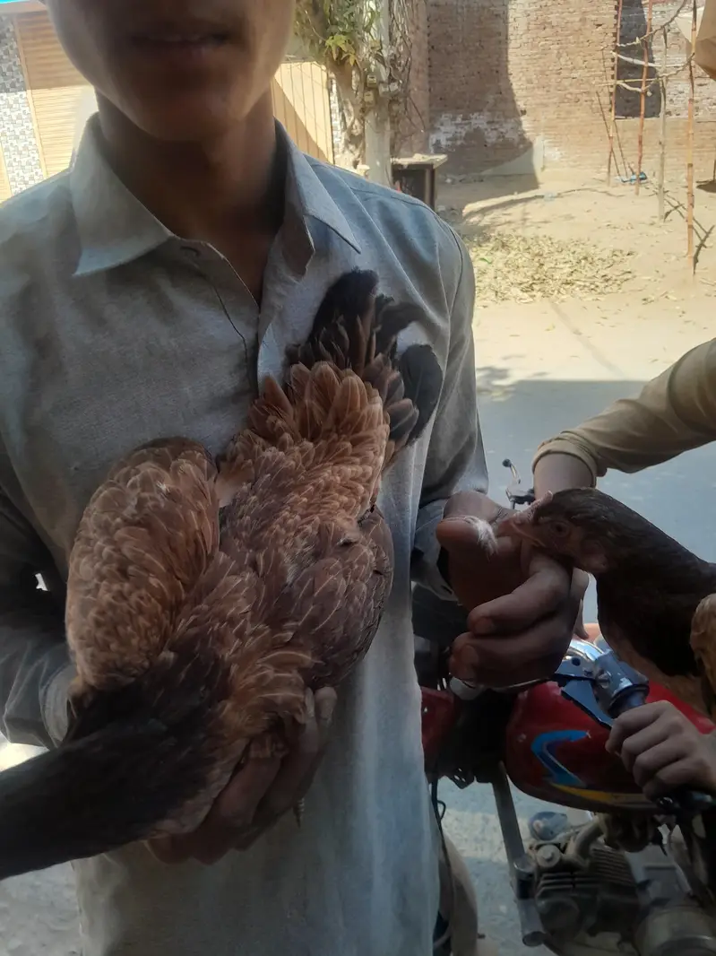 heera breader pair  for sale — photo 6