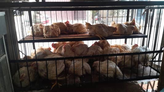 hen cage