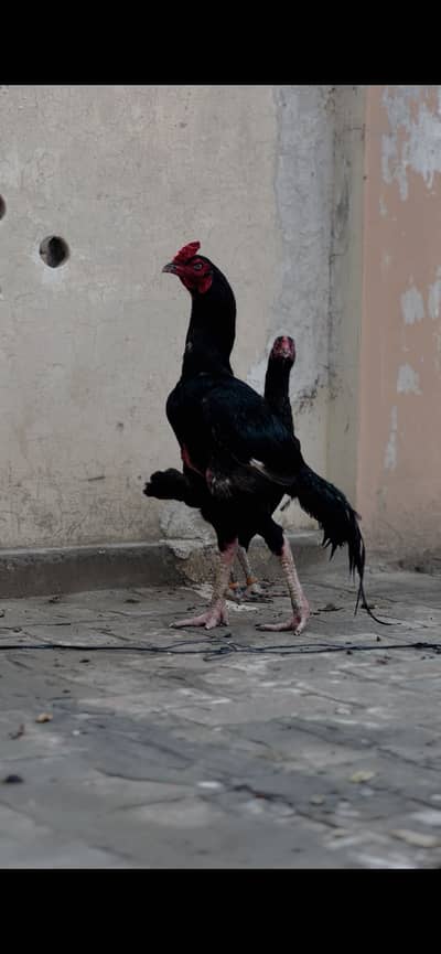 High quality birds long hight mazbot birds