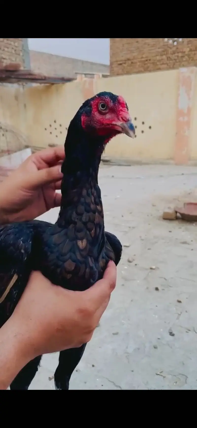 High quality birds long hight mazbot birds — photo 3