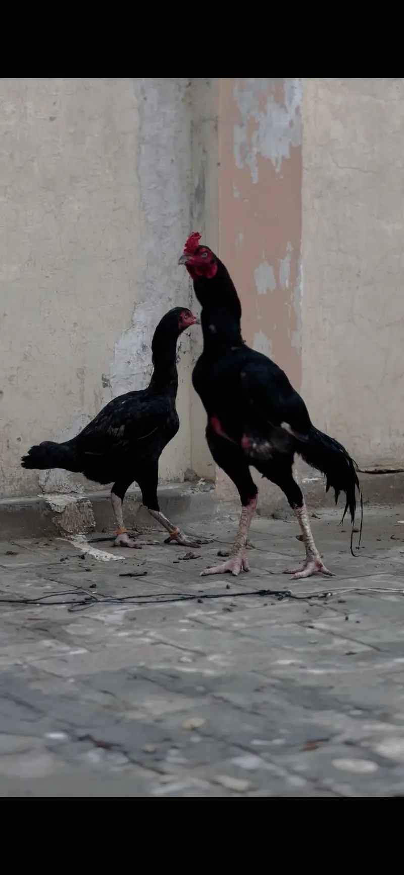 High quality birds long hight mazbot birds — photo 4