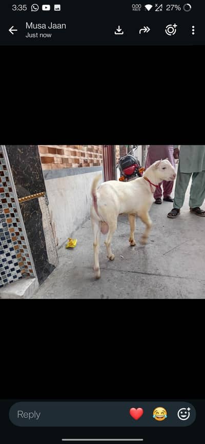 gulabi tedda