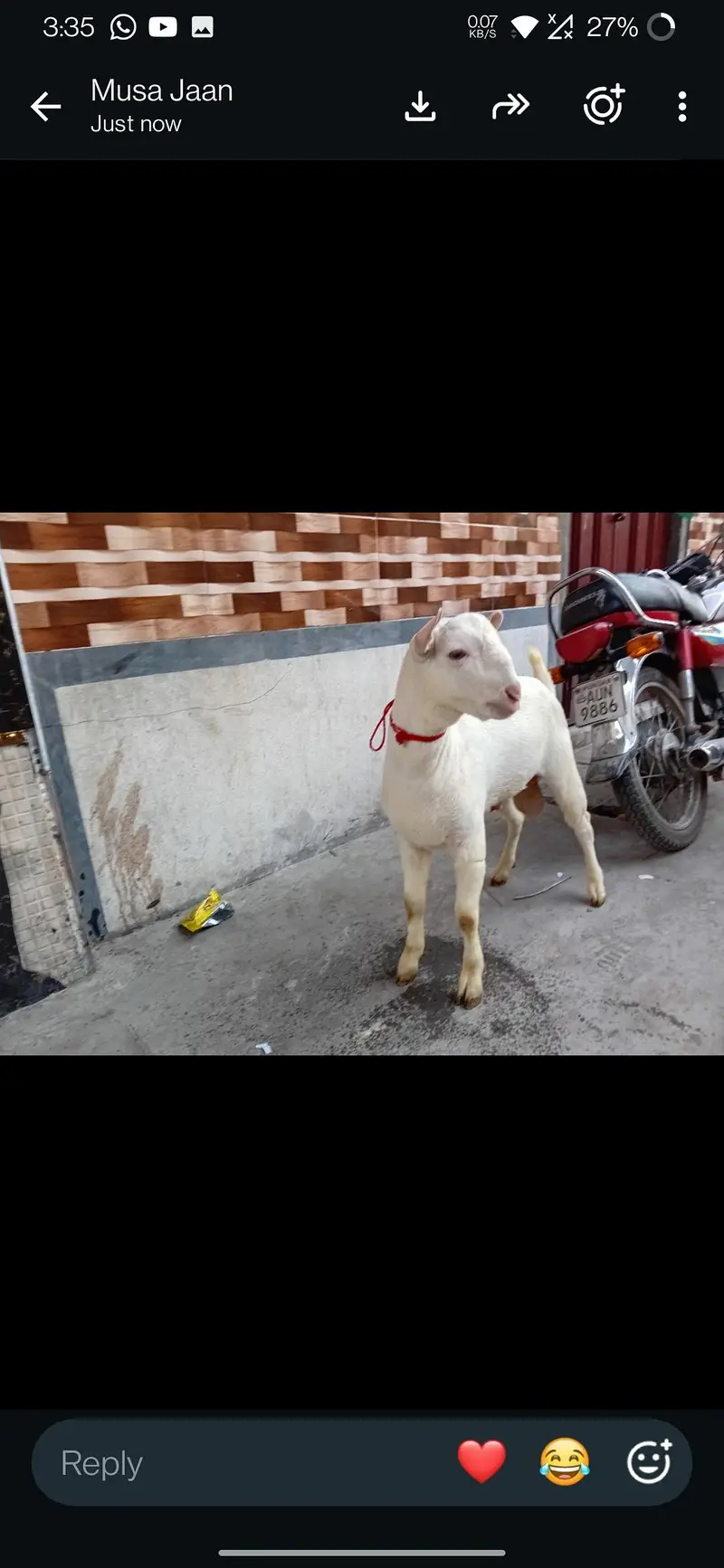 gulabi tedda — photo 2