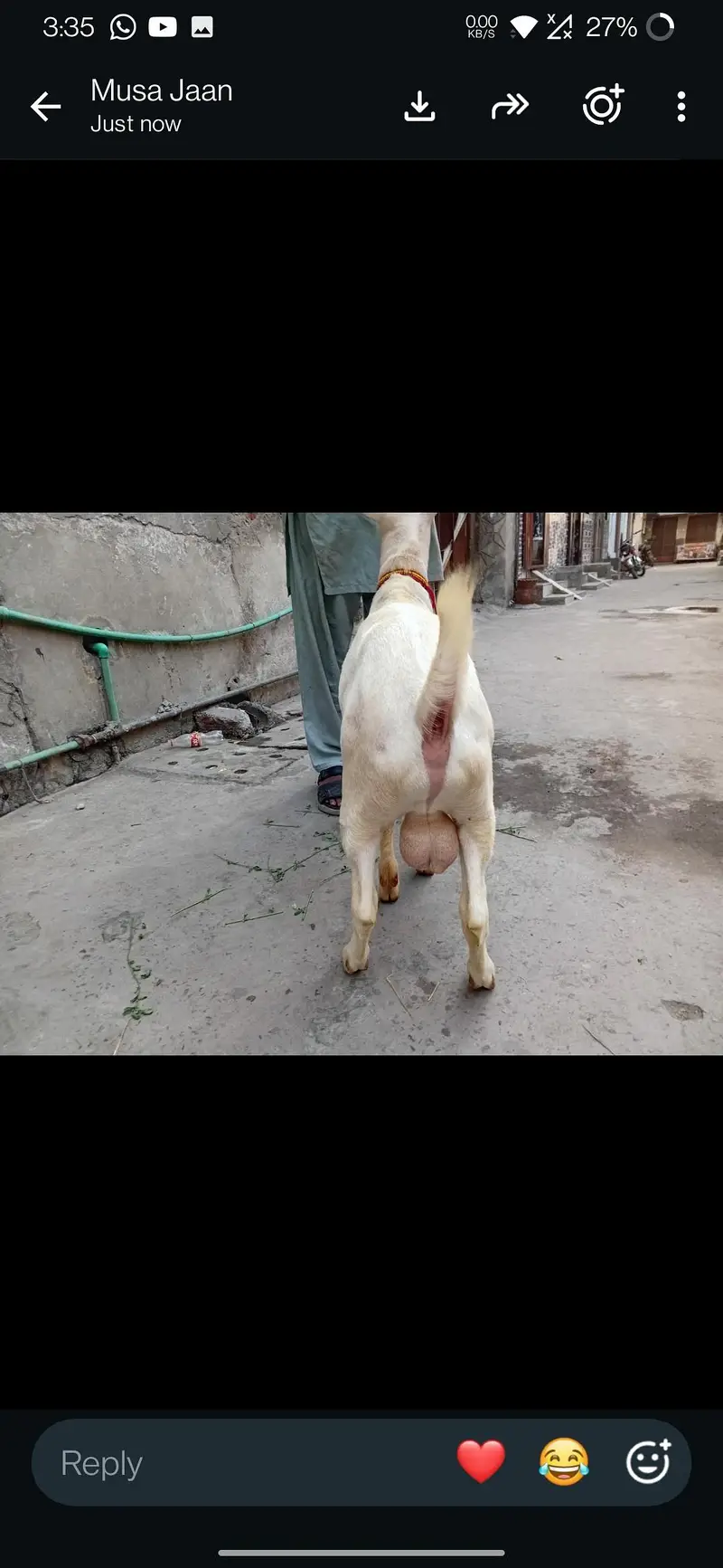 gulabi tedda — photo 3