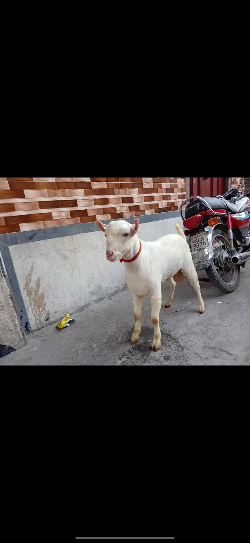 gulabi tedda — photo 4