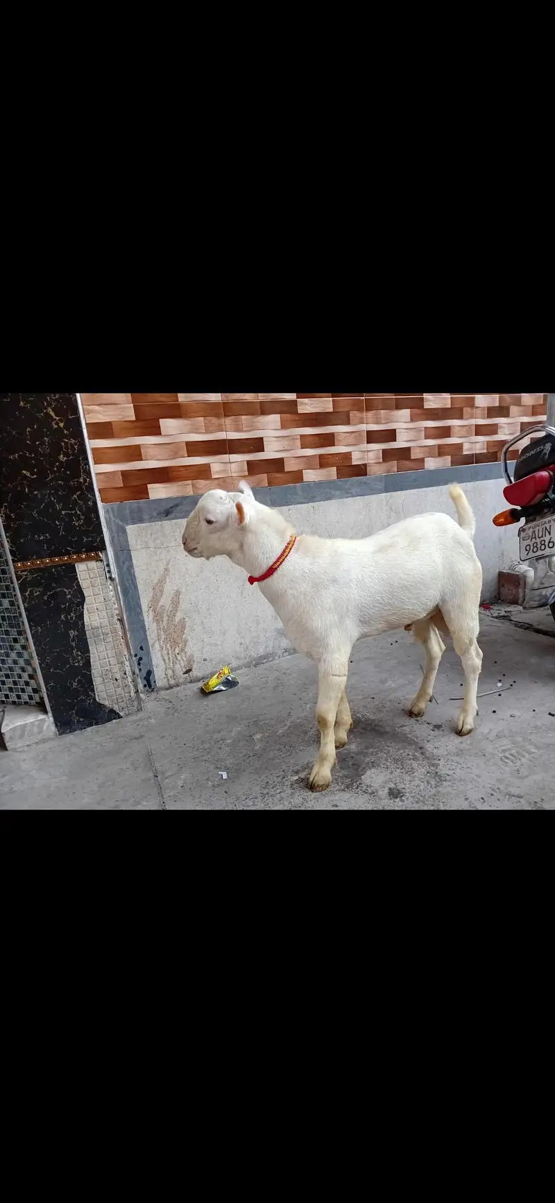 gulabi tedda — photo 5