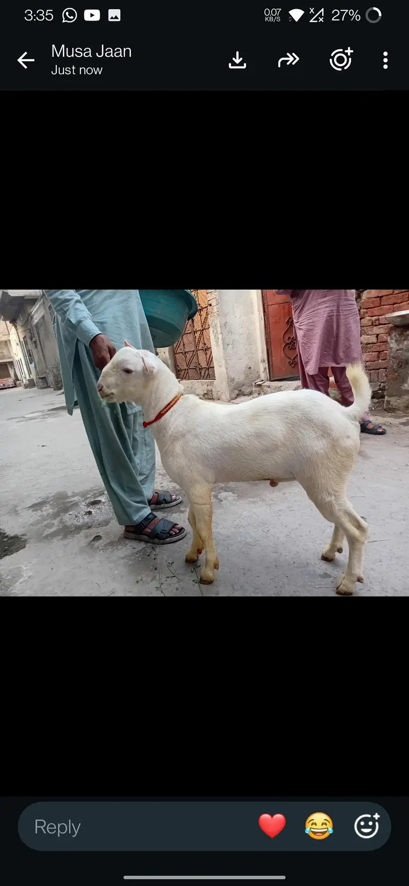 gulabi tedda — photo 6
