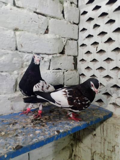 black  Khal guldar kalyara breeder pair with eggs